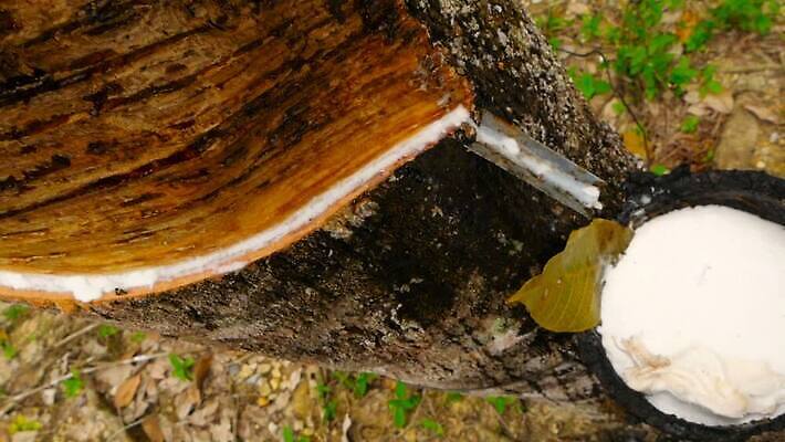 나무 식물 산업 아시아 문화 백그라운드 잎 농업 태국 자연 사람없음 야외 목재 컵 초록색 빛 뷰티 농장 일출 환경 우유 흰색 나뭇가지 신선 사발 떨어짐 냄비 숲 수집 타이어 장면 고무 잡동사니 내추럴 깊이 라텍스 공급 MOV 해외동영상 클립영상 식기 나라 컬러 컨셉 재료 유제품 노을 사기그릇 솥 생태계 동영상 파일형식