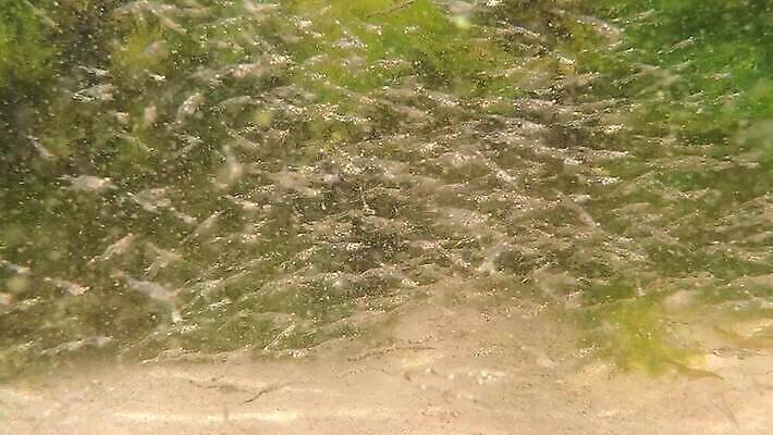 바다 어류 사람없음 수중 행운 해조류 멸종 폴란드 발트해 많음 4K HD MP4 해외동영상 클립영상 유럽 컨셉 북유럽 수중동물 해양식물 동영상 파일형식