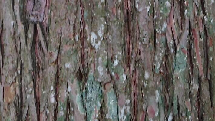 나무 식물 디자인 공원 선 백그라운드 패턴 자연 벽지 표면 날씨 추상 건조 사람없음 야외 목재 장식 갈색 환경 줄무늬 소나무 거친 보호 숲 낟알 피부 묘사 유기농 질감 나무껍질 섬유 잡동사니 내추럴 그런지 삼나무 수목 엘리먼트 노화 벡터 MP4 해외동영상 클립영상 웰빙 공공시설 컬러 컨셉 무늬 재료 신체부위 껍질 직물 생태계 동영상 파일형식