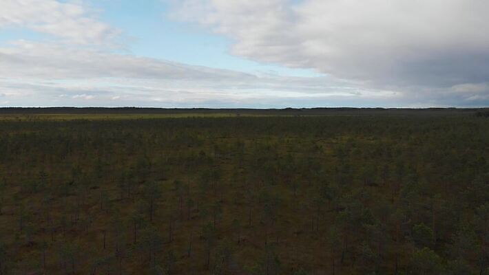 나무 잎 자연 표면 건조 이끼 풍경 초원 사람없음 야외 초록색 물 여름 강 환경 맑음 가을 황무지 습지 숲 땅 내추럴 변소 4K MOV 해외동영상 클립영상 자연요소 식물 계절 컬러 날씨 생태계 동영상 파일형식