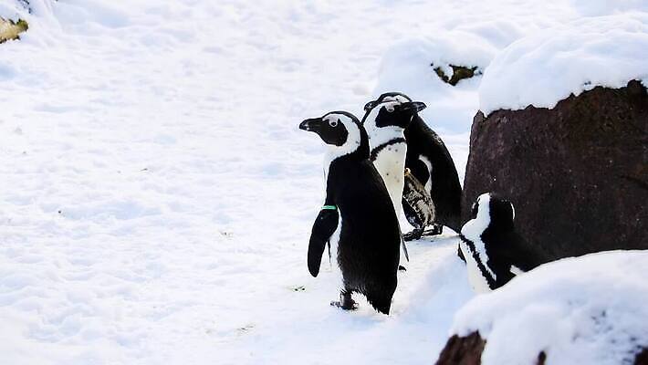 동물 야생동물 여행 이동 겨울 장난 자연 조류 함께함 독일 동물원 서기 성인 사람없음 야외 물 환경 얼음 산책 추위 흰색 그룹 남극 북극 장면 봉 빙산 남쪽 습관 식민지 함부르크 눈내림 MOV 해외동영상 클립영상 자연요소 계절 유럽 컬러 컨셉 모션 휴식 눈_날씨 사람 극지방 방향 생태계 동영상 파일형식