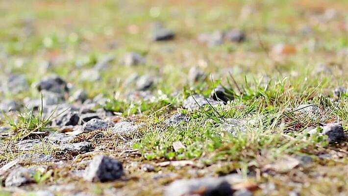 길 자연 사람없음 야외 조약돌 풀 MOV 해외동영상 클립영상 식물 돌_바위 생태계 동영상 파일형식