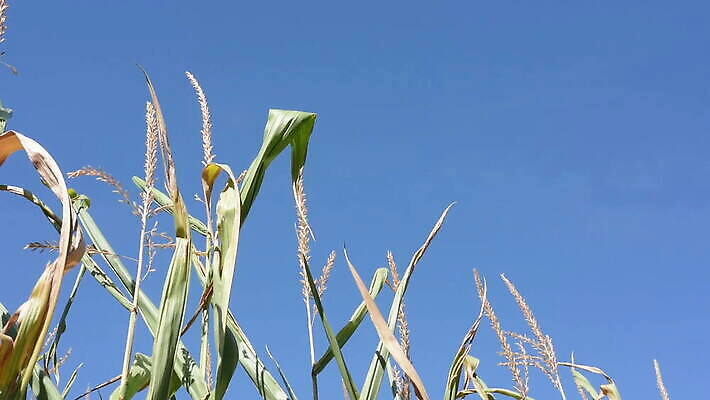 식물 구름 계절 백그라운드 밭 농업 자연 하늘 옥수수 풍경 초원 사람없음 야외 초록색 여름 파란색 빛 농작물 햇빛 태양 농장 농경지 맑음 일몰 봄 성장 흰색 시골 땅 밀 장면 내추럴 항공촬영 줄서기 수평선 세련 MOV 해외동영상 클립영상 자연요소 산업 뷰포인트 컬러 모션 날씨 곡류 노을 생태계 동영상 파일형식