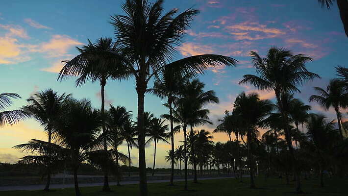 나무 구름 실루엣 자연 하늘 풍경 사람없음 야자수 맑음 미국 일몰 마이애미 4K MOV 해외동영상 클립영상 자연요소 식물 북아메리카 날씨 촬영기법 노을 생태계 동영상 파일형식