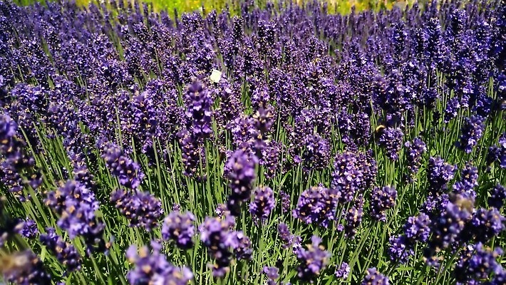 식물 꽃 컬러 백그라운드 꽃무늬 밭 농업 모션 자연 사람없음 초록색 파란색 컬러풀 정원 보라색 봄 프랑스 성장 벚꽃 작업 개화 닫기 꿀벌 수분 허브 제비꽃 향수 향기 아로마 꿀 아로마테라피 느림 라벤더 동영상 내추럴 프로방스 4K MOV 해외동영상 클립영상 계절 유럽 산업 무늬 화장품 벌_곤충 생태계 냄새 테라피 파일형식