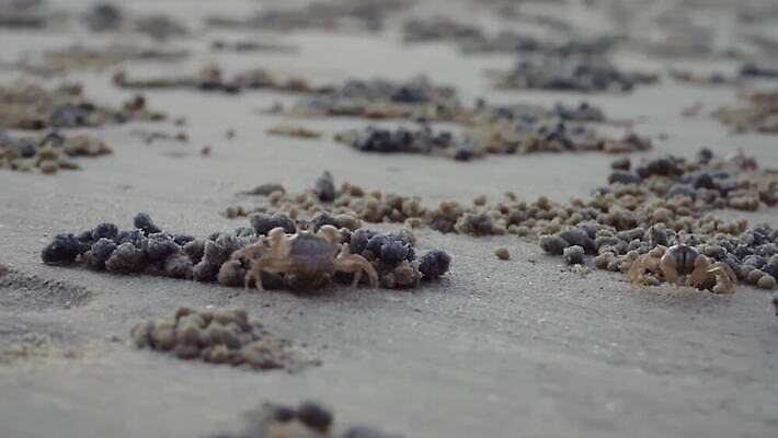 동물 디자인 아시아 야생동물 모래 바다 섬 여행 백그라운드 패턴 공 태국 자연 조류 표면 생물 갑각류 사람없음 야외 물 모래사장 갈색 환경 젖음 게 구멍 유령 작음 낟알 썰물 질감 진흙 서식지 내추럴 땅바닥 생태학 집게발 4K MOV 해외동영상 클립영상 자연요소 교육 나라 컬러 무늬 바닥 크기 생태계 동영상 파일형식