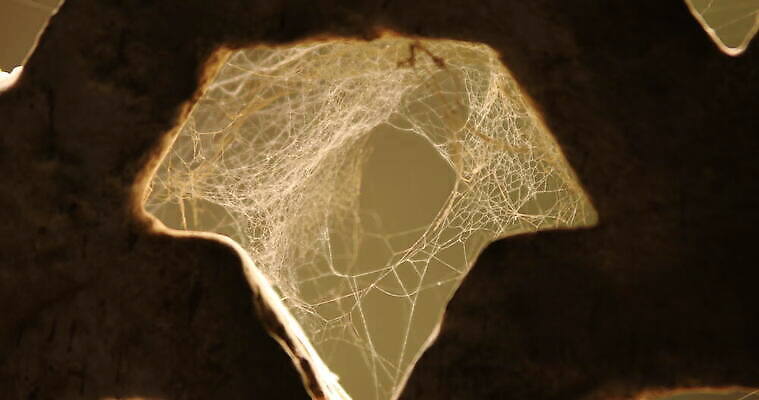 모양 나무 동물 디자인 벽 곤충 백그라운드 패턴 자연 추상 주택 실내 사람없음 장식 환경 디지털 웹 젖음 수확 안개 실 닫기 유령 거미줄 질감 거미 낭비 모기 블러 호러 흉터 4K MOV 해외동영상 클립영상 식물 컨셉 무늬 농업 인터넷 모션 날씨 내부 건물 해충 상처 생태계 공포 동영상 파일형식