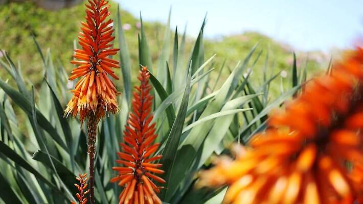 식물 꽃 화초 백그라운드 꽃무늬 사람없음 장식 빨간색 초록색 미국 활발 사막 다양 신선 개화 황무지 닫기 약초 에코 생태계 캘리포니아 애리조나 내추럴 강렬 다육식물 알로에 이국적 특별함 억울 세련 4K 건조기후 MP4 해외동영상 클립영상 감정 컬러 다수 컨셉 북아메리카 무늬 모션 환경 풀 동영상 파일형식