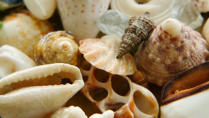 동물 디자인 음식 모래 파도 바다 분홍색 컬러 여행 백그라운드 패턴 자연 휴가 조개 불가사리 연체동물 해변 사람없음 장식 가로 여름 파란색 갈색 수중 놀람 껍질 흰색 그룹 수집 해산물 질감 달팽이 베트남 내추럴 앵무조개 이국적 많음 MOV 해외동영상 클립영상 계절 감정 컨셉 무늬 어패류 극피동물 무척추동물 표정 동남아시아 생태계 동영상 파일형식