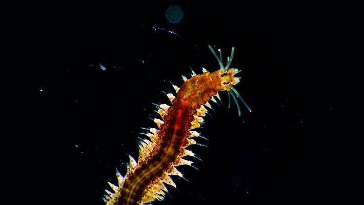 동물 야생동물 바다 자연 무척추동물 사람없음 환경 바닷속 수중 생태계 생물학 기어가기 동물상 소금물 4K 저서생물 MP4 해외동영상 클립영상 교육 모션 생물 조형물 동영상 파일형식