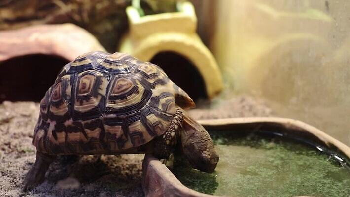 동물 야생동물 섬 여행 파충류 자연 동물원 국립공원 종류 사람없음 야외 물 머리 환경 마시기 껍질 연못 행운 황무지 남아메리카 거북이 고독 당구 사파리 피부 에콰도르 갈라파고스 멸종 세이셸 느림 거인 동물상 마다가스카르 옛날 이국적 MOV 해외동영상 클립영상 자연요소 공원 감정 컨셉 모션 아프리카 아메리카 신체부위 조형물 구기 생태계 동영상 파일형식