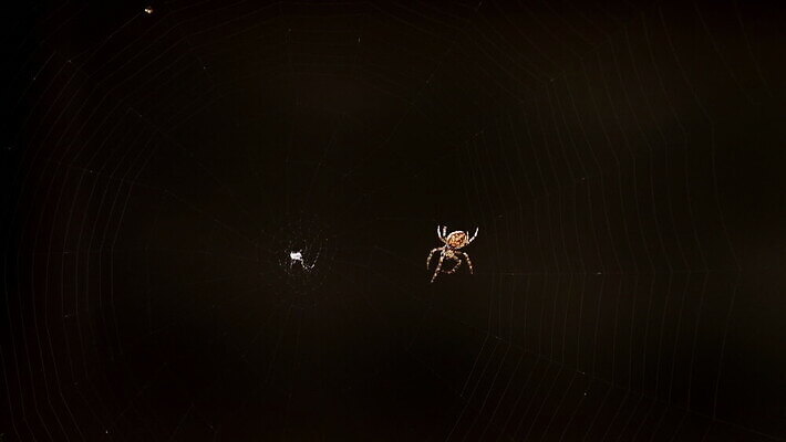 동물 컬러 곤충 백그라운드 패턴 자연 사람없음 야외 초록색 빛 정원 검은색 웹 새벽 그물 벌레 거미줄 거미 올가미 내추럴 변소 짜기 MOV 해외동영상 클립영상 자연요소 무늬 인터넷 모션 생태계 동영상 파일형식