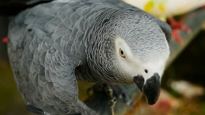 동물 척추동물 1 응시 야생동물 백그라운드 날개 장난 아프리카 자연 조류 사람없음 빨간색 반려동물 머리 검은색 회색 흰색 작음 깃털 부리 앵무새 새장 멸종 노려봄 고립 동물상 이국적 잉꼬 지능 콩고 MOV 해외동영상 클립영상 시선 나라 컬러 표정 신체부위 조형물 크기 생태계 동영상 케이지 파일형식