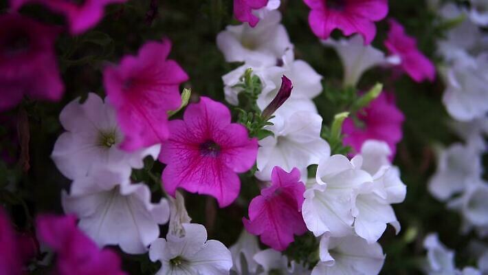 식물 디자인 공원 꽃잎 꽃 문화 분홍색 백그라운드 잎 꽃무늬 자연 바람 휴가 사람없음 장식 초록색 정원 맑음 보라색 봄 벚꽃 발코니 흰색 영혼 심볼 그네 마법 내추럴 피튜니아 4K MP4 해외동영상 클립영상 자연요소 계절 공공시설 컬러 무늬 날씨 생태계 동영상 파일형식