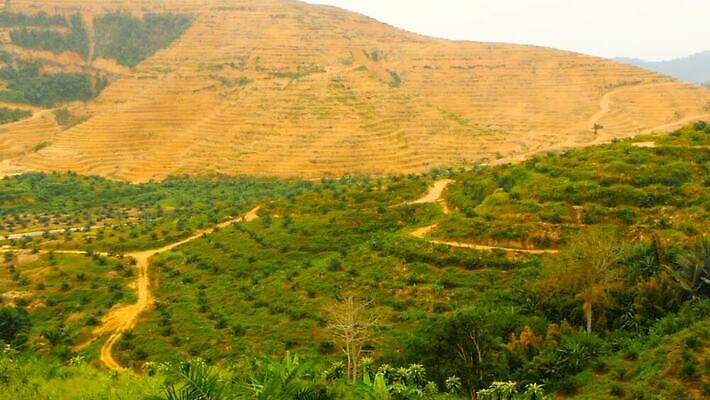 나무 식물 여행 농업 태국 자연 산 안테나 손바닥 사람없음 목재 초록색 글로벌 태양 환경 맑음 황혼 봄 손상 시골 신선 보호 숲 열대우림 배열 생태계 내추럴 벌목 생태학 수목 원자재 재앙 세련 MOV 해외동영상 클립영상 자연요소 손 계절 교육 산업 아시아 컬러 컨셉 재료 통신 날씨 일몰 동영상 파일형식
