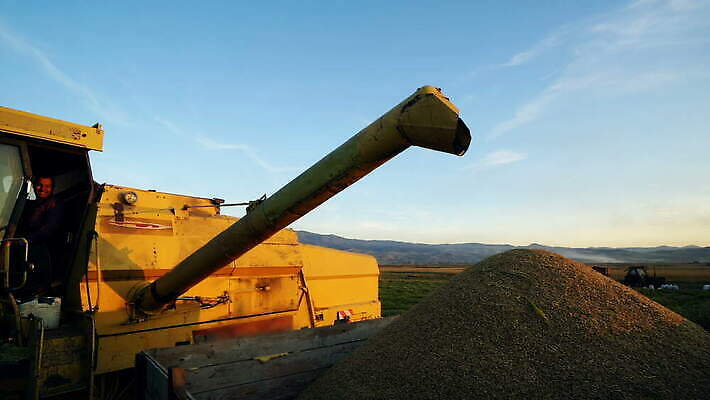 식물 산업 밭 농업 자동차 하늘 건조 옥수수 사람없음 건물 파란색 농작물 농장 농경지 노란색 상점 금속 화물 쓰레기통 시골 낟알 컨테이너 엘리베이터 밀 창고 탱크 보리 트랙터 수납 방앗간 밭일 복잡 사일로 4K MOV 해외동영상 클립영상 건축물 육상교통 컬러 컨셉 재질 곡류 운송업 농기계 특수차량 동영상 파일형식