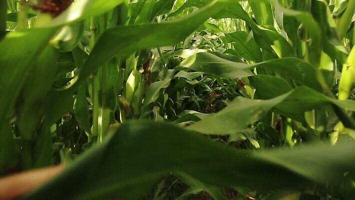 식물 1 손 계절 남자 산업 길 음식 2 밭 농업 채소 자연 관리 옥수수 사람없음 야외 초록색 농장 마을 환경 시골 농부 저녁 먹이 낟알 왼쪽 팝콘 장면 위치 바둑 내추럴 방법 타격 파종 MOV 해외동영상 클립영상 직업 컬러 모션 놀이 곡류 사람 신체부위 농사 야간 방향 생태계 동영상 파일형식