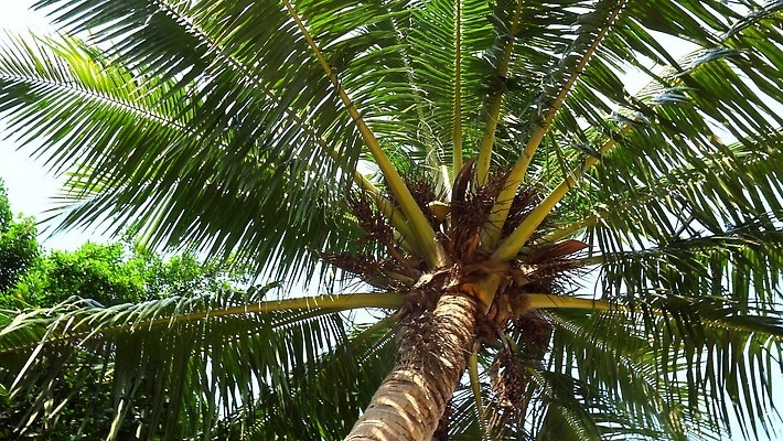 나무 모래 바다 섬 여행 백그라운드 태국 자연 하늘 바람 휴가 휴식 손바닥 사람없음 야외 초록색 물 파란색 야자수 햇빛 태양 맑음 휴양지 하와이 장면 코코넛 내추럴 바하마 이국적 파라다이스 4K MP4 해외동영상 클립영상 자연요소 식물 손 아시아 컬러 컨셉 과일 날씨 미국 장소 생태계 동영상 파일형식