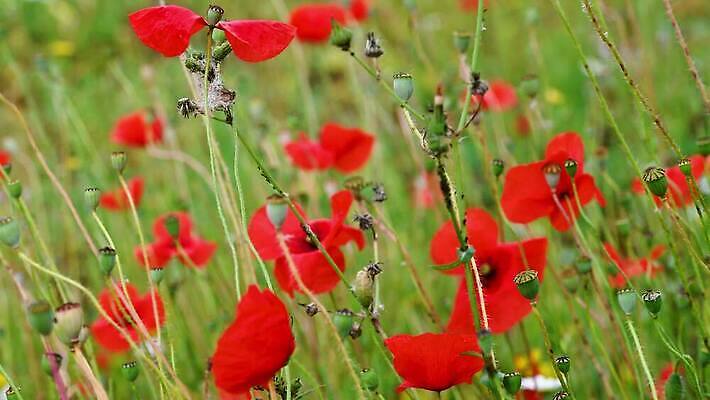 식물 계절 꽃잎 꽃 컬러 백그라운드 잎 꽃무늬 밭 농업 자연 하늘 바람 풍경 초원 사람없음 야외 빨간색 초록색 여름 파란색 컬러풀 햇빛 태양 농장 환경 정원 맑음 봄 들꽃 벚꽃 시골 개화 땅 장면 양귀비 내추럴 4K MP4 해외동영상 클립영상 자연요소 산업 무늬 날씨 생태계 동영상 파일형식