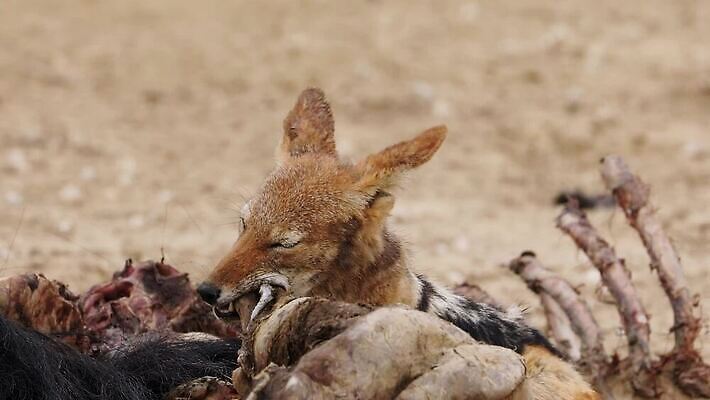 동물 응시 야생동물 포유류 모션 아프리카 자연 사람없음 야외 사막 황무지 치아 사파리 클립 육식동물 서식지 동영상 내추럴 경보 남아프리카 생태학 수유 칼라하리 HD MOV 해외동영상 클립영상 시선 교육 나라 소화기관 생태계 파일형식