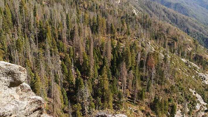 나무 자연 산 파노라마 국립공원 풍경 사람없음 여행객 미국 트래킹 하이킹 소나무 황무지 보호 정상 숲 큼 환경보전 그림 생태계 침엽수 첨탑 거인 삼림지대 요세미티국립공원 절정 조감도 수평선 4K MP4 해외동영상 클립영상 식물 공원 컨셉 북아메리카 레저 촬영기법 사람 탑 크기 사회이슈 캘리포니아 동영상 파일형식