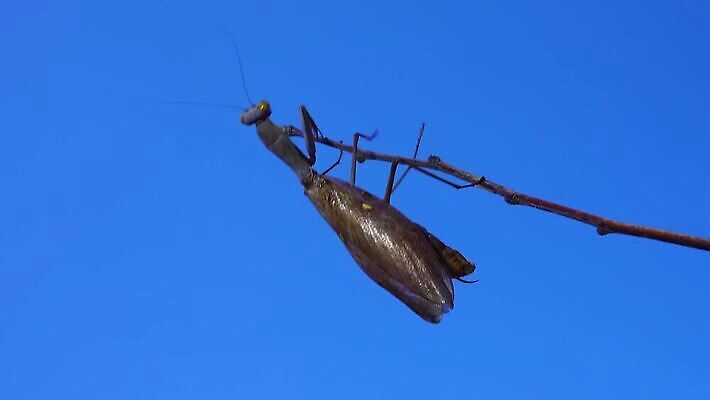 동물 여자 야생동물 곤충 절지류 자연 하늘 무척추동물 안테나 사람없음 초록색 파란색 갈색 기도 육식동물 내추럴 포식 4K MP4 해외동영상 클립영상 컬러 통신 사람 생태계 동영상 파일형식