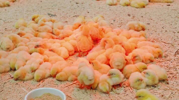 동물 조각 백그라운드 모션 놀이 조류 휴식 디저트 부활절 함께함 병아리 사람없음 목재 장식 빨간색 울타리 달리기 농장 노란색 파티 점프 봄 흰색 시골 램프 신생아 닫기 작음 먹이 먹기 깃털 그네 유기농 방목장 설치 적외선 톱밥 4K MP4 해외동영상 클립영상 나무 웰빙 계절 기념일 음식 컬러 컨셉 농업 재료 조명 이벤트 담장 아기 크기 가루 동영상 파일형식