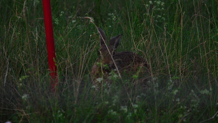 유럽 교통시설 비행기 사람없음 토끼 공항 항공 출발 상업 제트기 견인 엔진 대패 항공사 4K MOV 해외동영상 클립영상 나라 산업 교통 컨셉 포유류 항공교통 대중교통 반려동물 시설 동영상 파일형식