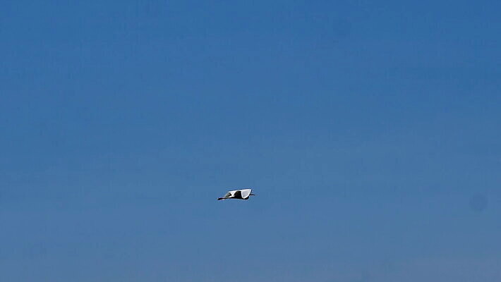 동물 1 남자 야생동물 바다 북아메리카 자연 조류 하늘 종류 사람없음 야외 물 파란색 검은색 자유 관찰 닫기 큼 깃털 싱글 다이빙 부리 계산서 내추럴 다뉴브강 동물상 무료 4K MOV 해외동영상 클립영상 자연요소 컬러 컨셉 모션 아메리카 사람 조형물 수영 크기 생태계 동영상 수중스포츠 파일형식