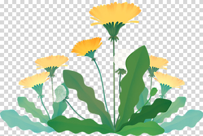 편집 편집이미지 꽃 자연 누끼 사람없음 풀 민들레 민들레홀씨 PNG 편집소스 식물 생태계 파일형식