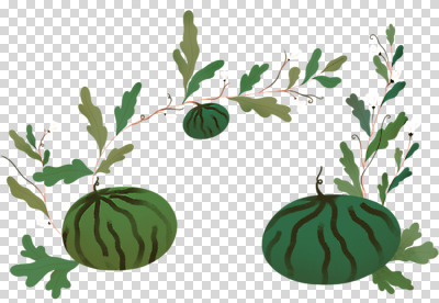 편집 편집이미지 잎 과일 수박 누끼 사람없음 초록색 덩굴 PNG 잎줄기 편집소스 식물 줄기 컬러 파일형식