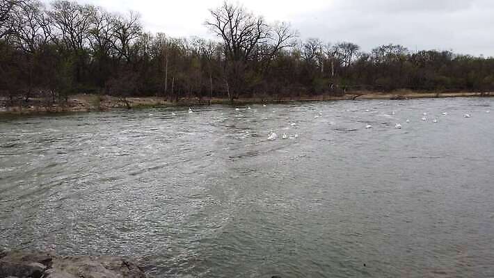 동물 야생동물 자연 조류 사람없음 야외 물 강 햇빛 황무지 물새 4K MOV 해외동영상 클립영상 자연요소 태양 생태계 동영상 파일형식