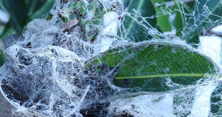 모양 나무 동물 디자인 벽 곤충 백그라운드 패턴 자연 추상 주택 실내 사람없음 장식 환경 디지털 웹 젖음 수확 안개 실 닫기 유령 거미줄 질감 거미 낭비 모기 블러 호러 흉터 4K MOV 해외동영상 클립영상 식물 컨셉 무늬 농업 인터넷 모션 날씨 내부 건물 해충 상처 생태계 공포 동영상 파일형식