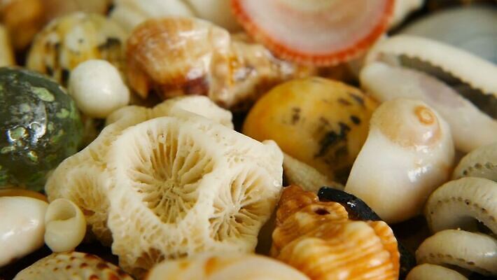 동물 디자인 음식 모래 바다 여행 백그라운드 패턴 자연 휴가 조개 불가사리 연체동물 갑각류 해변 사람없음 가로 여름 파란색 갈색 껍질 흰색 전원 그룹 변화 혼합 수집 해산물 질감 달팽이 수족관 내추럴 고립 섞기 앵무조개 이국적 비어있는 MOV 해외동영상 클립영상 계절 컬러 컨셉 무늬 어패류 극피동물 무척추동물 전기에너지 생태계 동영상 파일형식