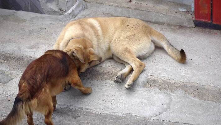 동물 백인 응시 남자 컬러 포즈 밭 포유류 놀이 성인 사람없음 야외 초록색 반려동물 갈색 활발 젖음 분노 흰색 개 공격 경계 싸움 육식동물 아일랜드 토막 송곳니 나쁜 강렬 공격적 깊이 신앙심 4K 순혈 MP4 해외동영상 클립영상 서양인 시선 감정 유럽 컨셉 농업 모션 사람 치아 동영상 파일형식