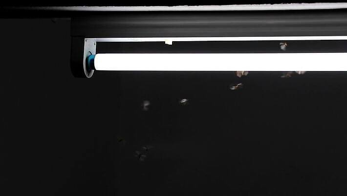 동물 계절 야생동물 곤충 이동 날개 자연 놀이 성인 사람없음 야외 여름 빛 어둠 램프 도시 뜨거움 그룹 황무지 벌레 야간 저녁 개미 형광등 나방 빛망울 내추럴 많음 항해사 MP4 해외동영상 클립영상 자연요소 직업 컨셉 전등 조명 사람 생태계 동영상 파일형식