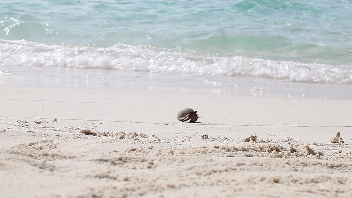 아시아 모래 파도 바다 섬 여행 백그라운드 자연 하늘 휴가 휴식 손바닥 풍경 해변 사람없음 야외 물 여름 파란색 야자수 맑음 흰색 전원 휴양지 하와이 코코넛 몰디브 도미니카공화국 마이애미 바하마 이국적 터키석 파라다이스 MOV 해외동영상 클립영상 자연요소 나무 손 계절 나라 컬러 컨셉 과일 날씨 미국 장소 남아메리카 전기에너지 보석 생태계 동영상 파일형식