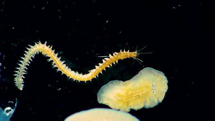 동물 야생동물 바다 자연 무척추동물 사람없음 환경 바닷속 수중 생태계 생물학 기어가기 동물상 소금물 4K 저서생물 MP4 해외동영상 클립영상 교육 모션 생물 조형물 동영상 파일형식