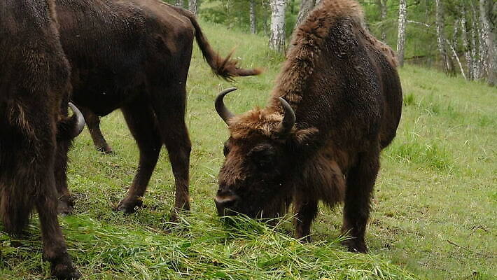 동물 1 야생동물 포유류 가족 자연 엄마 털 뿔 초원 성인 사람없음 초록색 여름 갈색 계곡 신선 소 숲 큼 방목 들소 먹기 내추럴 송아지 전국 찰과상 MOV 해외동영상 클립영상 계절 새끼 컬러 관계 모션 사람 축산업 상처 크기 생태계 동영상 파일형식
