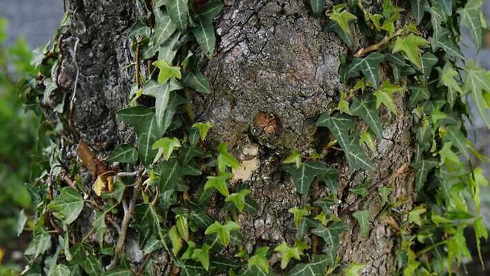 전통 음료 음식 과일 재료 자연 사람없음 목재 초록색 갈색 우주 정원 주스 낭만 시골 긴급 알코올 신선 양념 달콤 사과 상품 가득함 유기농 내추럴 노르망디 바이오 4K MP4 해외동영상 클립영상 나무 웰빙 컬러 컨셉 맛 생태계 동영상 파일형식