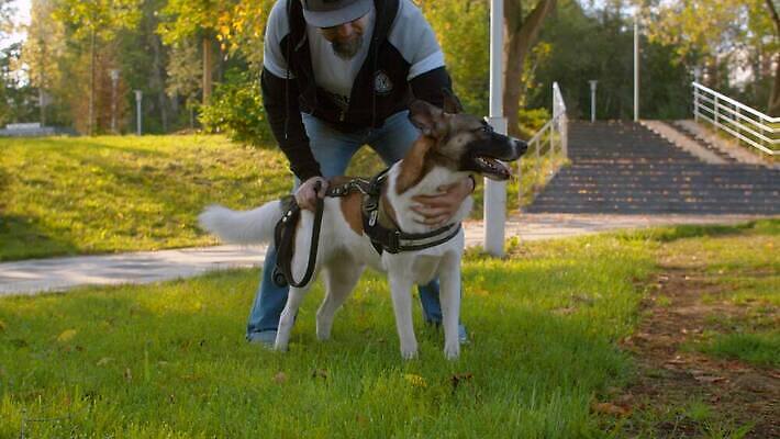 동물 공원 남자 행복 중년 자연 휴식 함께함 사랑 한명 사람 야외 초록색 친구 반려동물 귀여움 기쁨 만지기 개 만족 주인 송곳니 내추럴 돌봄 복종 충실 타격 4K MOV 해외동영상 슬로모션 클립영상 1 공공시설 감정 컬러 컨셉 포유류 관계 모션 촬영기법 성인 치아 생태계 동영상 파일형식