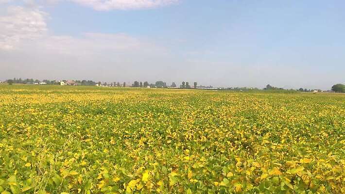식물 계절 산업 잎 밭 농업 채소 자연 하늘 콩 옥수수 풍경 사람없음 야외 초록색 여름 농작물 농장 농경지 농사 기계 흙 봄 장비 수확 성장 시골 농부 낟알 땅 유기농 조경 장면 트랙터 내추럴 대두 땅바닥 밭일 세련 4K MP4 해외동영상 클립영상 직업 웰빙 컬러 곡류 바닥 농기계 생태계 특수차량 동영상 파일형식