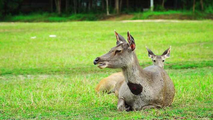 동물 1 응시 공원 여자 야생동물 백그라운드 밭 농업 신체 포유류 자연 털 뿔 서기 사람없음 야외 초록색 농장 갈색 가축 시골 아기 관찰 황무지 승마 숲 방목 먹기 귀 당나귀 내추럴 망아지 아기사슴 암사슴 4K MOV 해외동영상 클립영상 시선 공공시설 산업 새끼 스포츠 컬러 모션 사슴 사람 신체부위 말_동물 축산업 암컷 생태계 동영상 파일형식