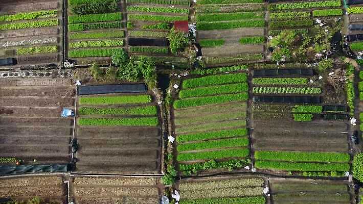 식물 계절 백그라운드 농업 채소 자연 안테나 풍경 초원 사람없음 야외 가로 초록색 여름 농작물 농장 농경지 정원 수확 성장 농촌 시골 신선 땅 유기농 내추럴 밭일 조감도 세련 4K MOV 해외동영상 클립영상 웰빙 산업 컬러 통신 생태계 동영상 파일형식