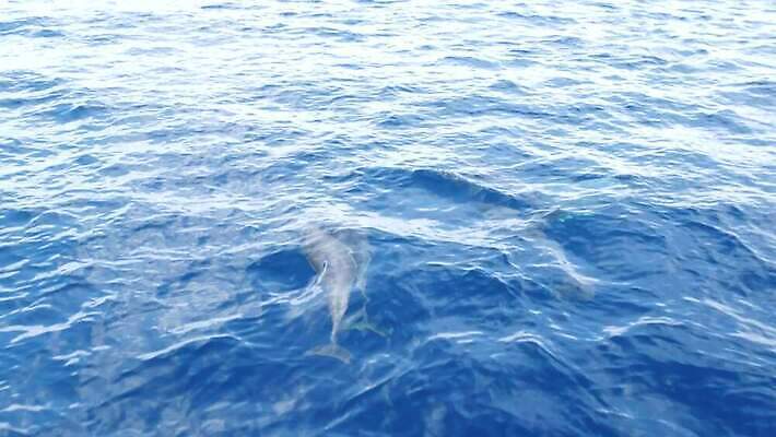 동물 야생동물 바다 장난 학교 가족 자연 표면 사람없음 물 여름 파란색 하이앵글 달리기 점프 미국 자유 투명 보트 돌고래 캘리포니아 태평양 서식지 항공촬영 꼬투리 동물상 잔물결 지능 스플래쉬 많음 4K 오션사이드 MP4 해외동영상 클립영상 자연요소 계절 교육 물결 뷰포인트 컬러 컨셉 북아메리카 포유류 관계 모션 조형물 수중동물 배 생태계 동영상 선박 파일형식