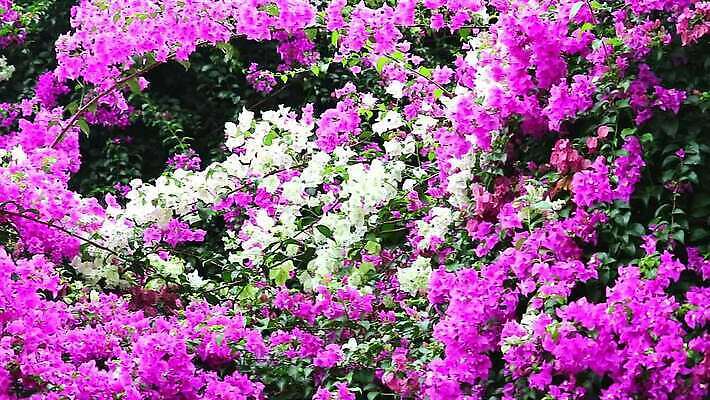 나무 식물 공원 꽃잎 꽃 벽 분홍색 컬러 여행 백그라운드 잎 꽃무늬 패턴 자연 사람없음 야외 장식 초록색 여름 울타리 컬러풀 글로벌 우주 정원 보라색 봄 벚꽃 흰색 나뭇가지 신선 도시 화려 개화 가시 우아함 자주색 내추럴 줄이기 MP4 해외동영상 클립영상 계절 공공시설 컨셉 무늬 모션 담장 생태계 동영상 파일형식