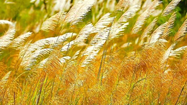 식물 계절 공원 꽃 백그라운드 잎 겨울 밭 자연 하늘 바람 산 씨앗 사람없음 야외 초록색 파란색 농장 갈색 환경 정원 벚꽃 흰색 나뭇가지 시골 신선 잡초 숲 언덕 그네 내추럴 사탕수수 MP4 해외동영상 클립영상 자연요소 나무 공공시설 컬러 농업 날씨 생태계 동영상 파일형식