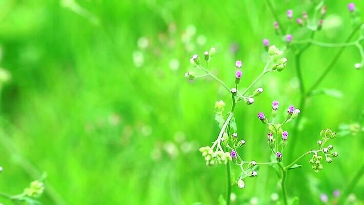 식물 꽃잎 꽃 분홍색 백그라운드 잎 꽃무늬 자연 씨앗 사람없음 야외 치료 초록색 파란색 정원 보라색 봄 벚꽃 흰색 붓 잡초 개화 약초 허브 면도 이익 라일락 내추럴 케랄라주 MP4 해외동영상 클립영상 계절 컬러 무늬 의학 모션 풀_식물 인도_나라 생태계 동영상 파일형식