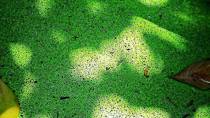 나무 식물 계절 공원 호수 컬러 백그라운드 잎 자연 표면 오리 건조 풍경 사람없음 야외 초록색 물 여름 강 농장 반사 환경 젖음 덮개 가을 나뭇가지 전원 연못 잡초 오염 가장자리 숲 작음 땅 당구 장면 내추럴 양치류 MP4 해외동영상 클립영상 자연요소 공공시설 농업 조류 구기 뚜껑 둘레 전기에너지 크기 생태계 동영상 파일형식