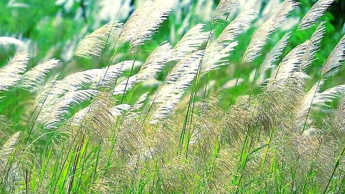 식물 계절 공원 꽃 백그라운드 잎 겨울 밭 자연 하늘 바람 산 씨앗 사람없음 야외 초록색 파란색 농장 갈색 환경 정원 벚꽃 흰색 나뭇가지 시골 신선 잡초 숲 언덕 그네 내추럴 사탕수수 MP4 해외동영상 클립영상 자연요소 나무 공공시설 컬러 농업 날씨 생태계 동영상 파일형식